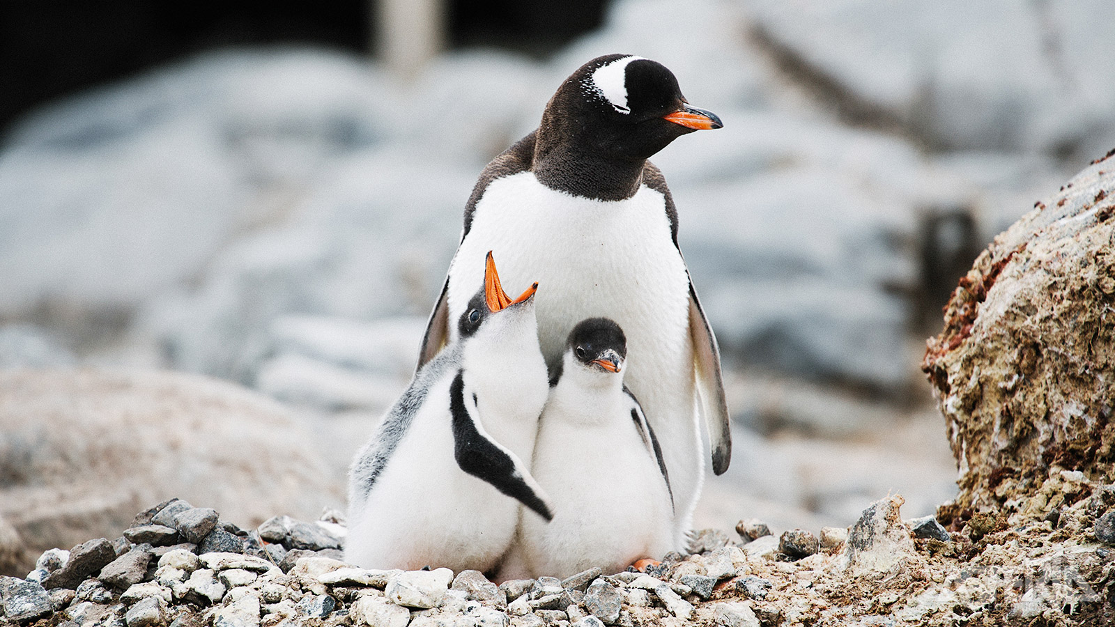 Pinguïns vind je hier bij de vleet, in dit geval een ezelspinguïn met 2 kuikens
