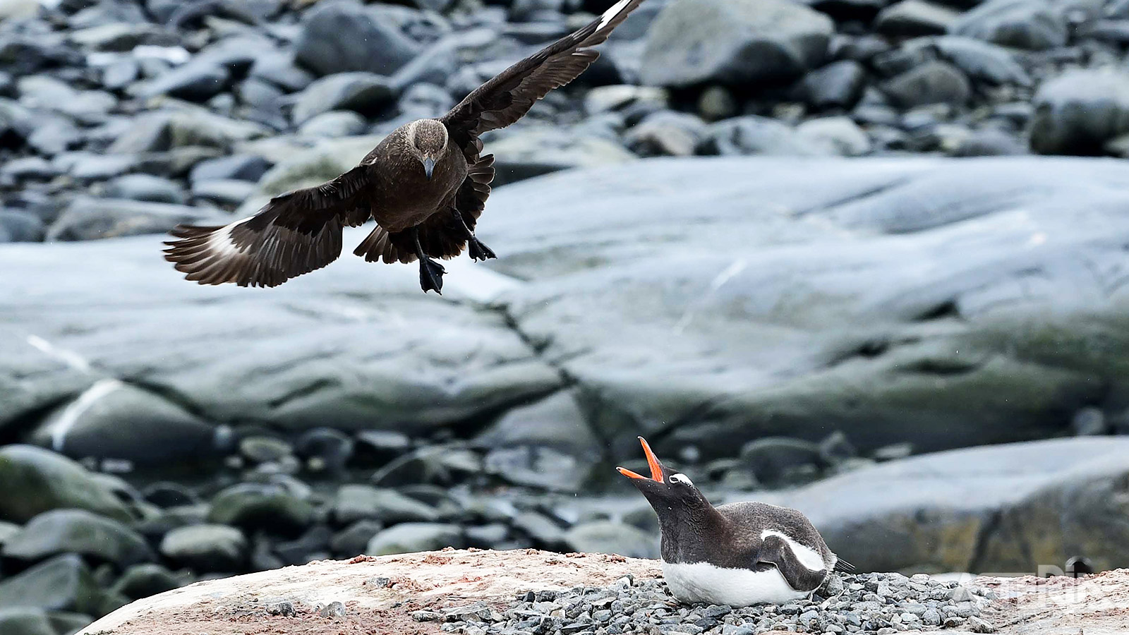 Skua’s of Subantarctische Grote Jagers zijn dol op pinguïneieren en vormen dan ook één van de grootste vijanden van de pinguïn