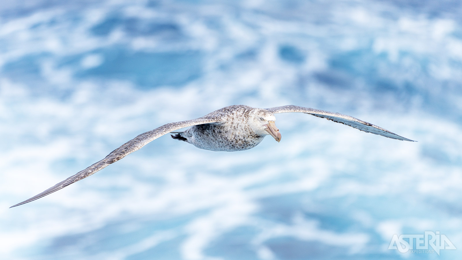 De Zuidelijke reuzenstormvogel is een meester in lange-afstandsvluchten en vliegt tot 15.000km tijdens 1 vlucht