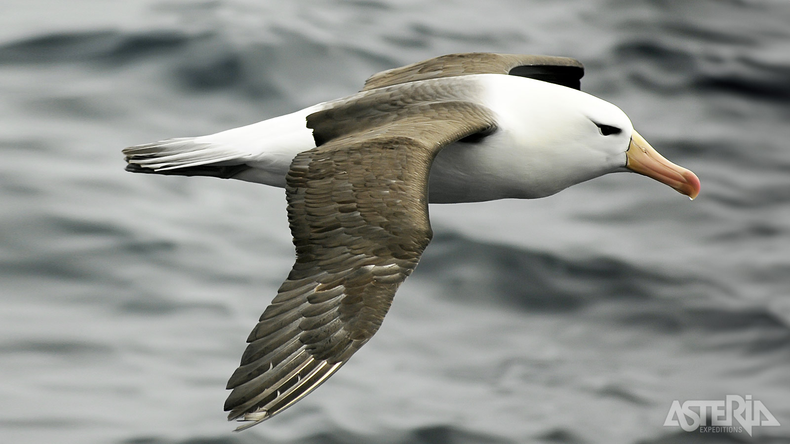In vergelijking met de reuzenalbatros heeft de wenkbrauwalbatros volledig zwarte bovenvleugels en een donkere band op de staart