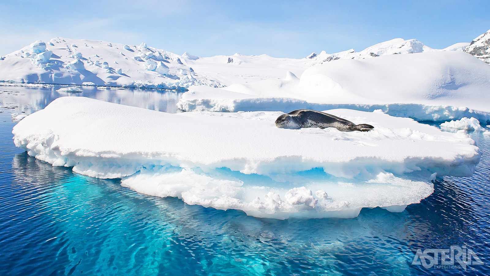 Zeeluipaarden leven langs de randen van het pakijs in de wateren rond Antarctica en jagen vooral op pinguïns