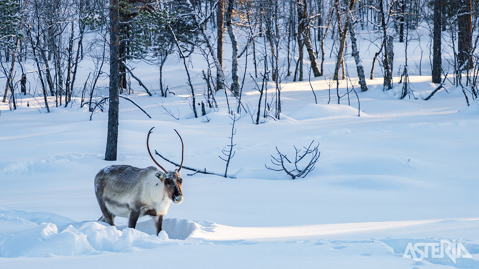 Tijdens de safari kan je dieren spottten zoals rendieren, elanden en sneeuwhazen