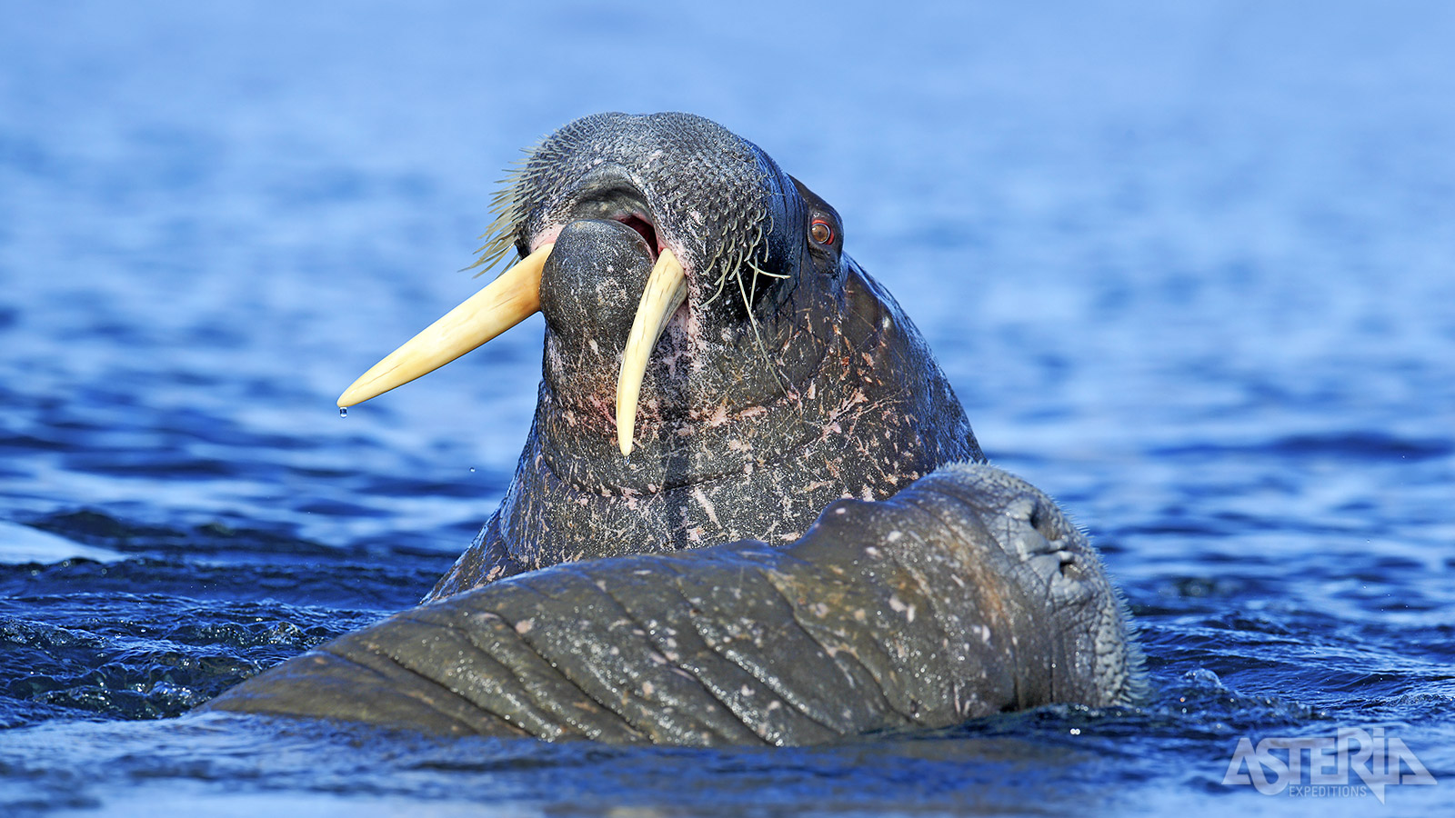 Observeer diverse arctische dieren in hun natuurlijke habitat