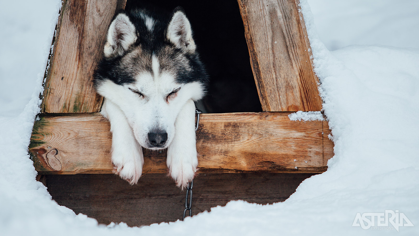 Husky’s zijn zachtaardige dieren die graag met de mens samenwerken