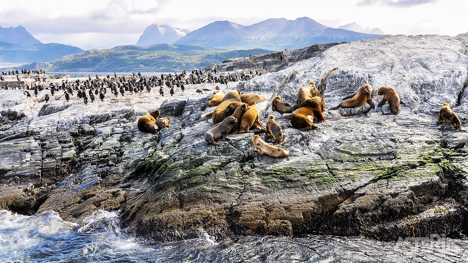 Sea Lions Island waar kolonies van zuidelijke zeeleeuwen en zuidelijke pelsrobben de sterattracties vormen in het Beaglekanaal