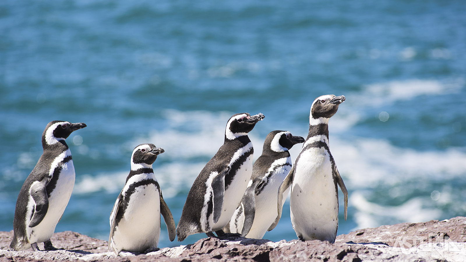 Schattig en elegant tegelijk: de Magelhaenpinguïn in zijn natuurlijke habitat