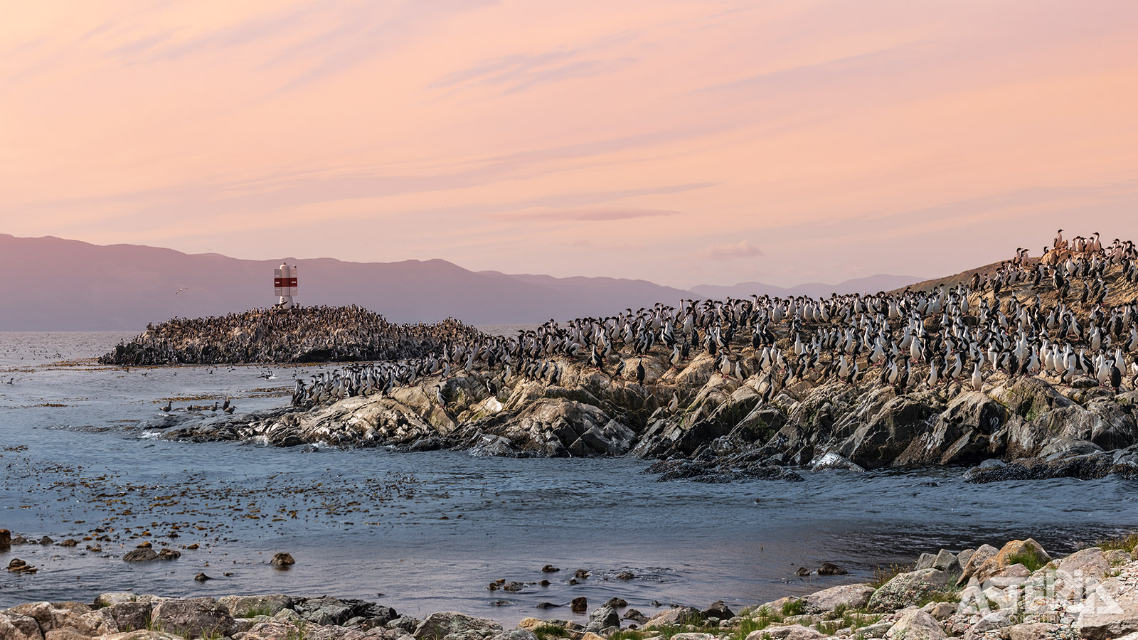 Wildlife in overvloed op Peninsula Valdés - van pinguïns tot aalscholvers en zeeleeuwen