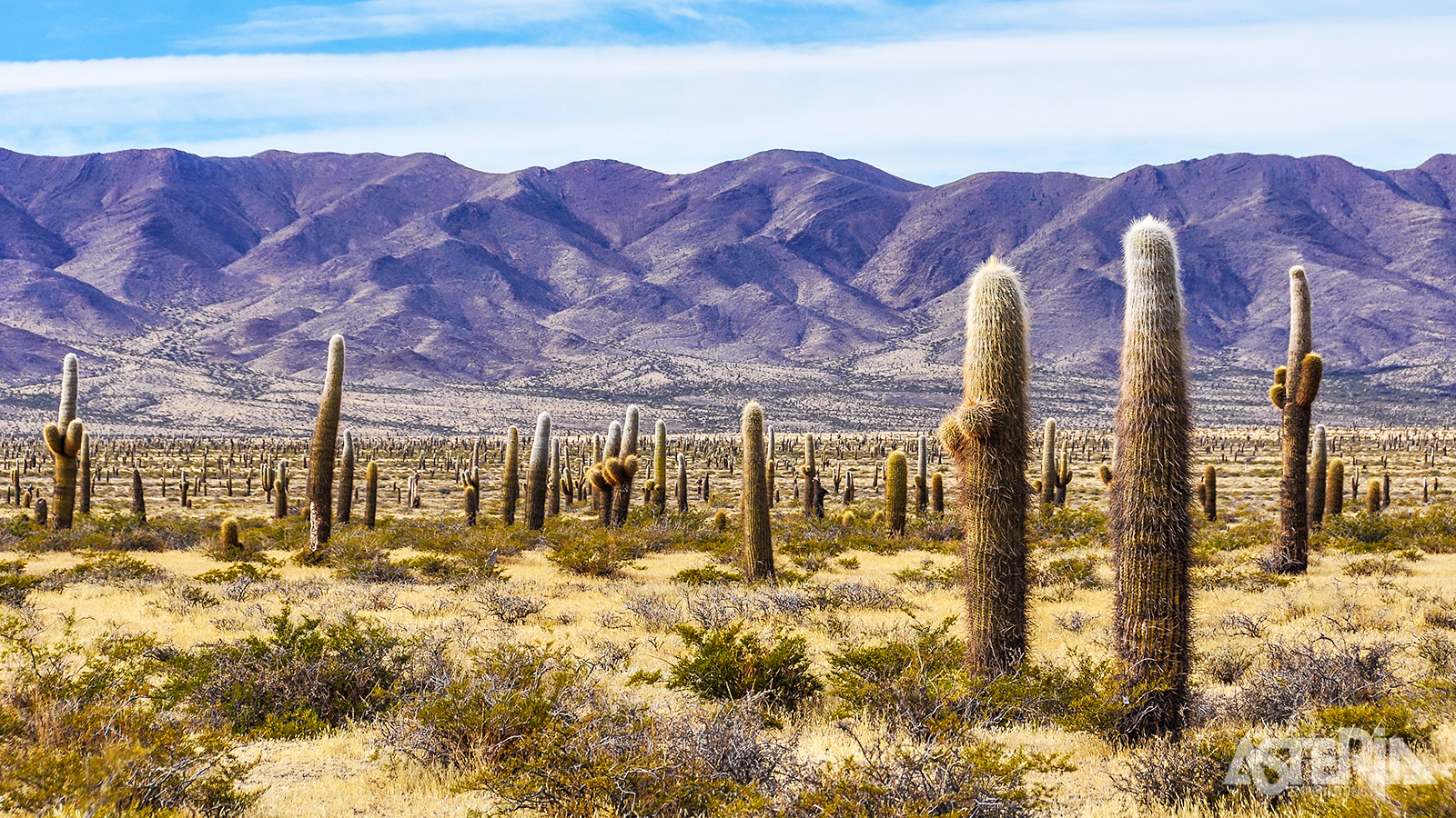 De iconische Cardones: stille wachters van de Argentijnse hoogvlakte