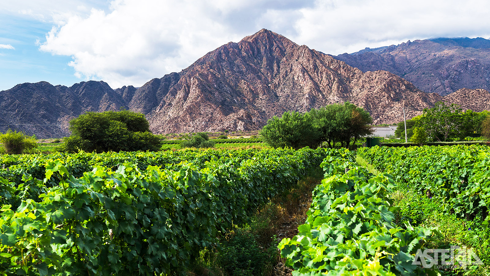 Proef de wijnen van Argentinië te midden van een adembenemend berglandschap