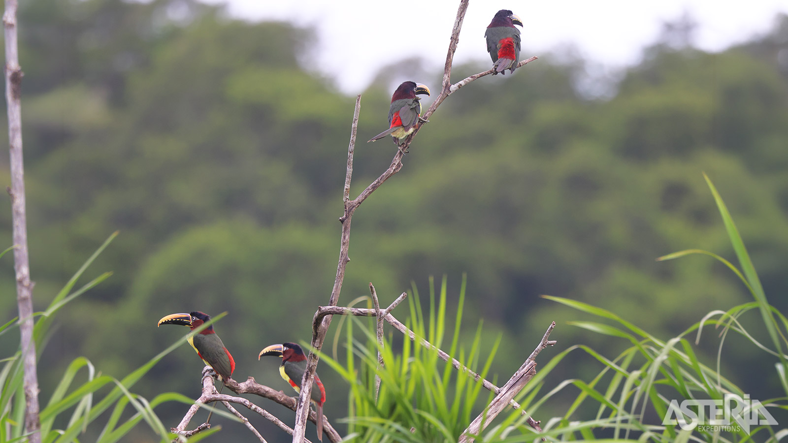Naast de kastanjeooraracari komen hier zo’n 1.000 vogelsoorten voor