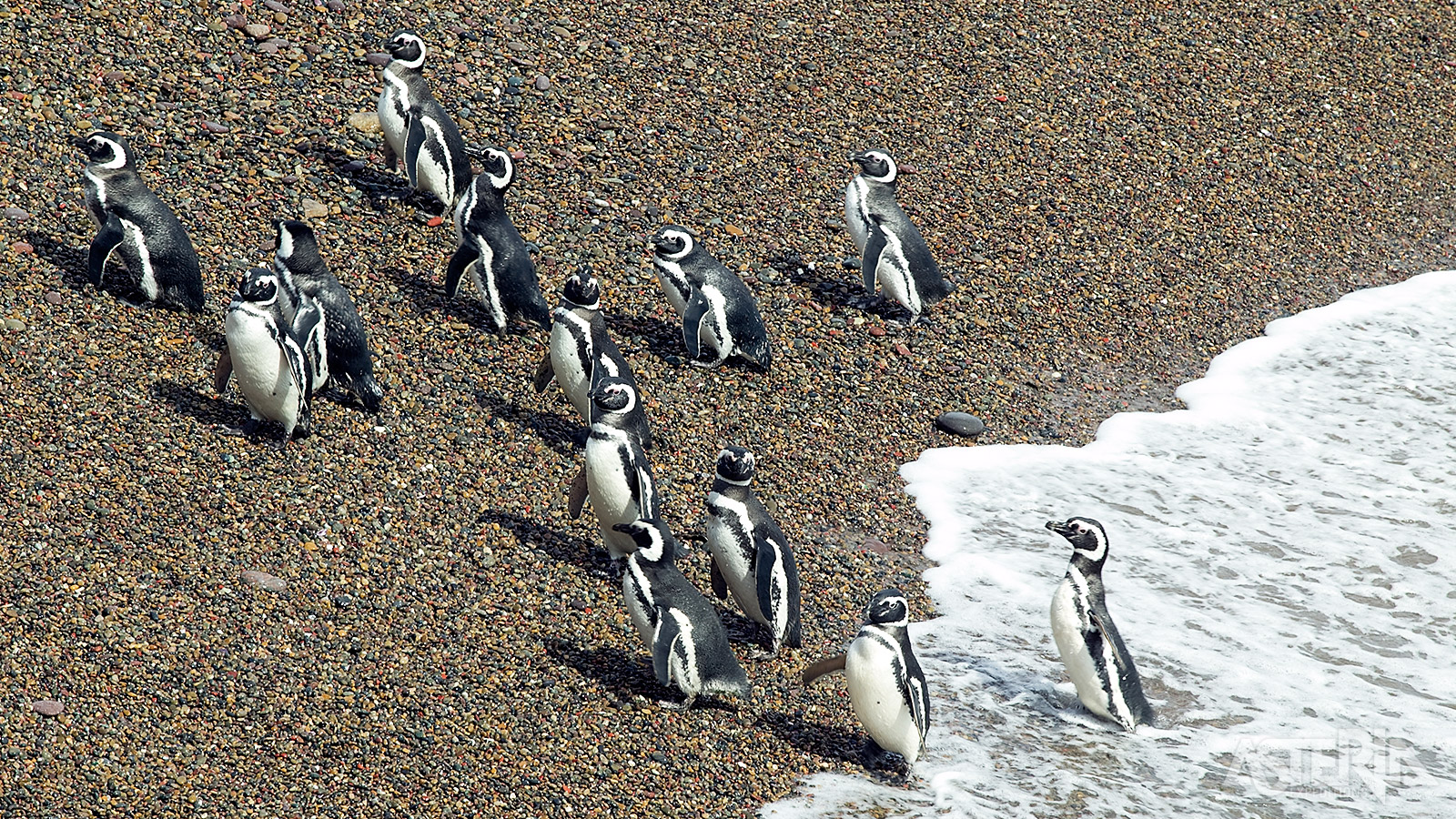 In de Peninsula Valdés leeft ook een kolonie van meer dan 200.000 Magelhaenpinguïns