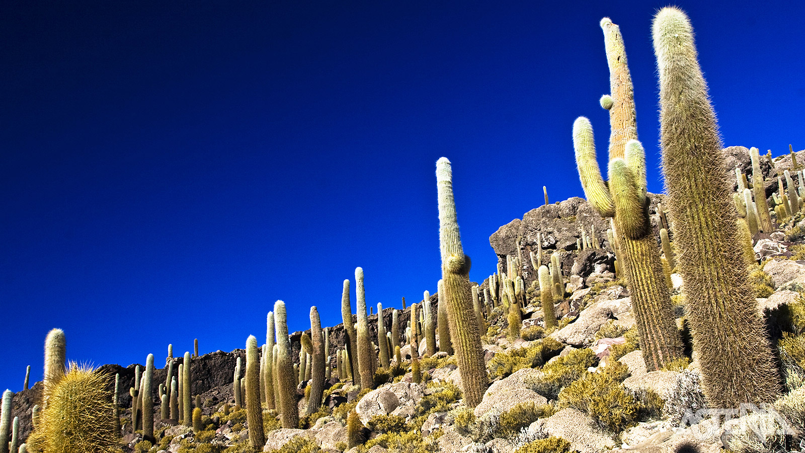 Los Cardones National Parkstaat bekend voor zijn uitgestrekte cactussenvelden en spectaculaire Andeslandschappen