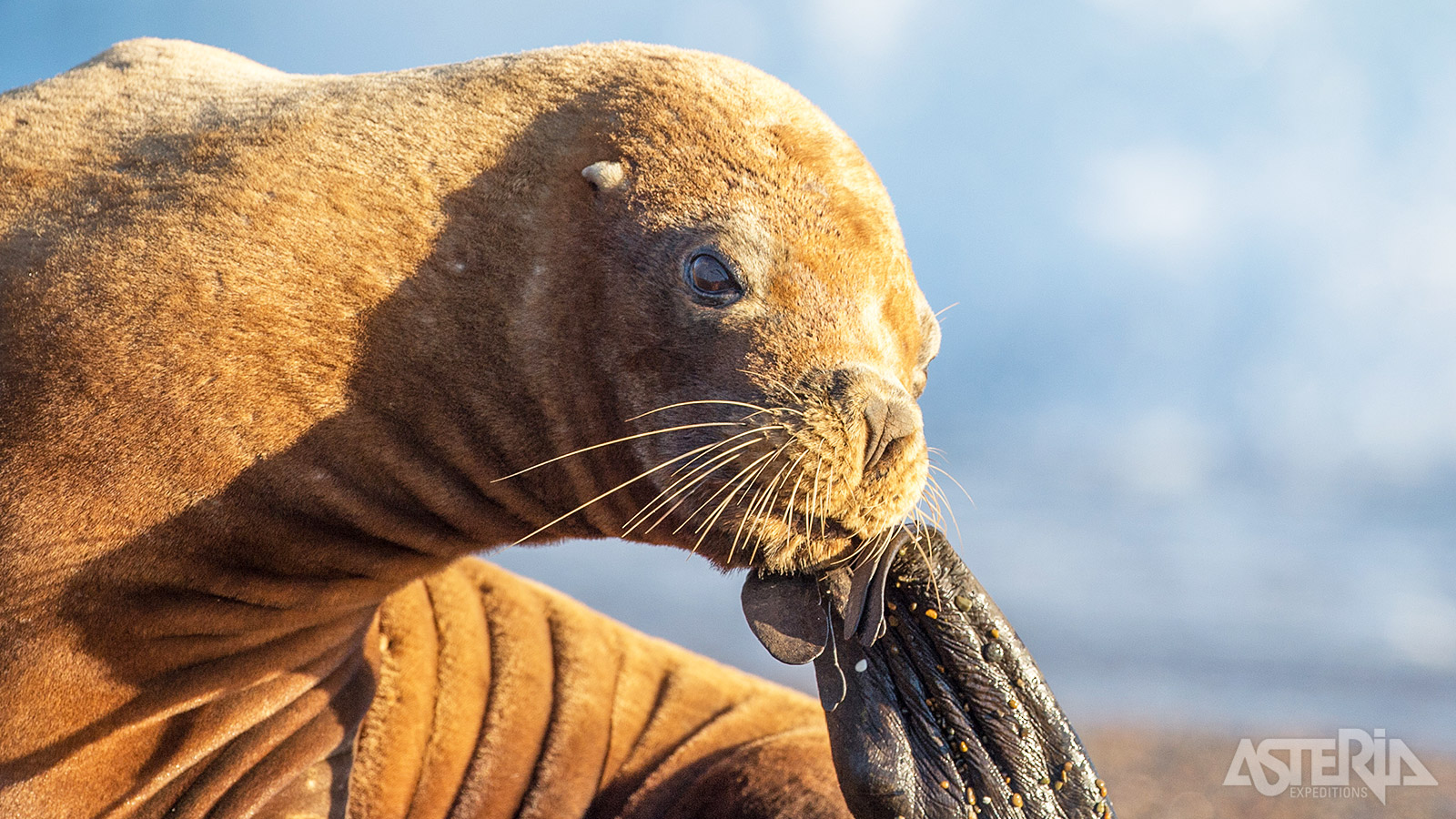 Door zijn geografische ligging heeft de Peninsula Valdés zijn eigen macroklimaat en een fascinerende verscheidenheid aan dieren.