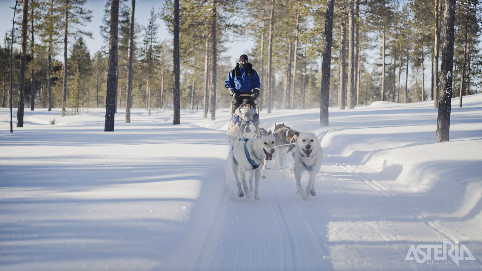 Vertrek met de huskyslede voor een tocht van 2u30
