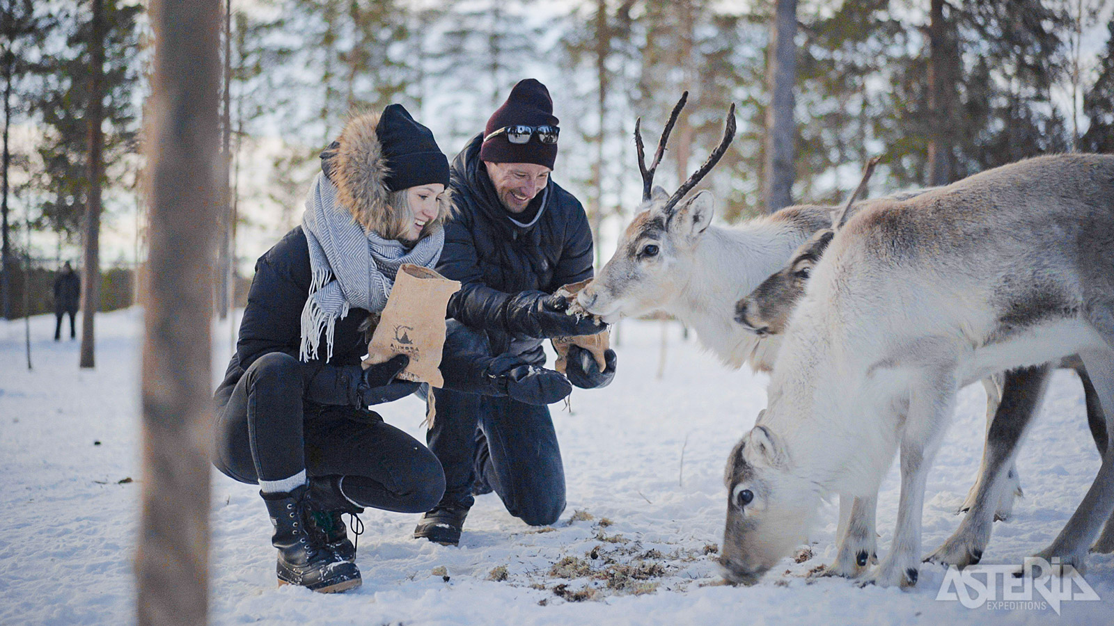 Op de rendierboerderij zal je merken dat rendieren verzot zijn op korstmos