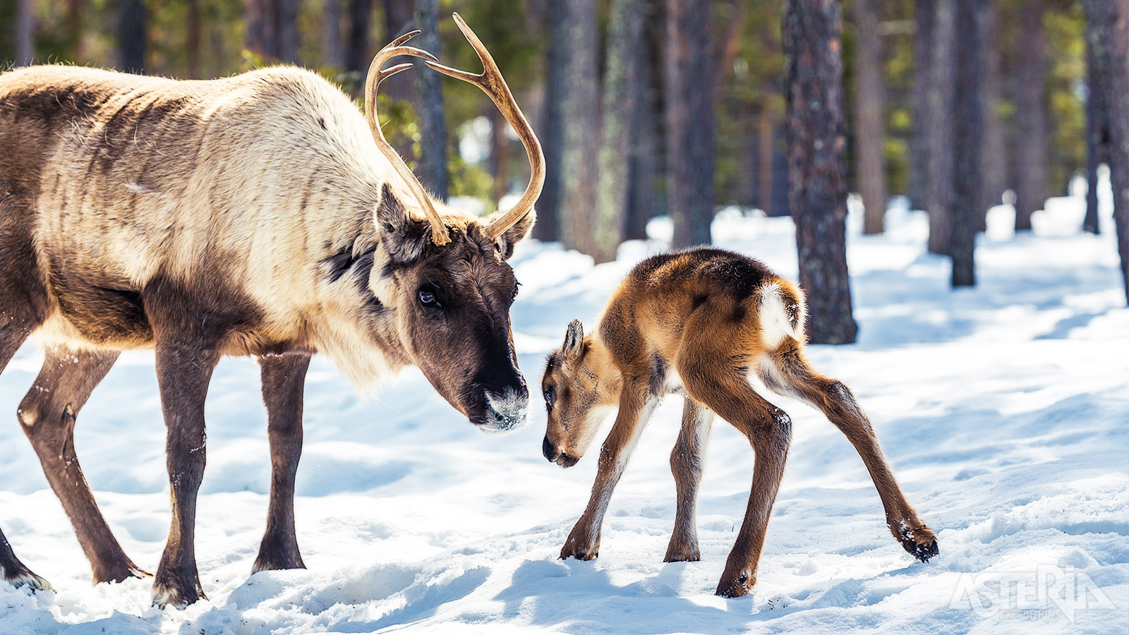 Al eeuwenlang trekken rendieren door de uitgestrekte bossen en maken ze deel uit van het dagelijks leven in Lapland