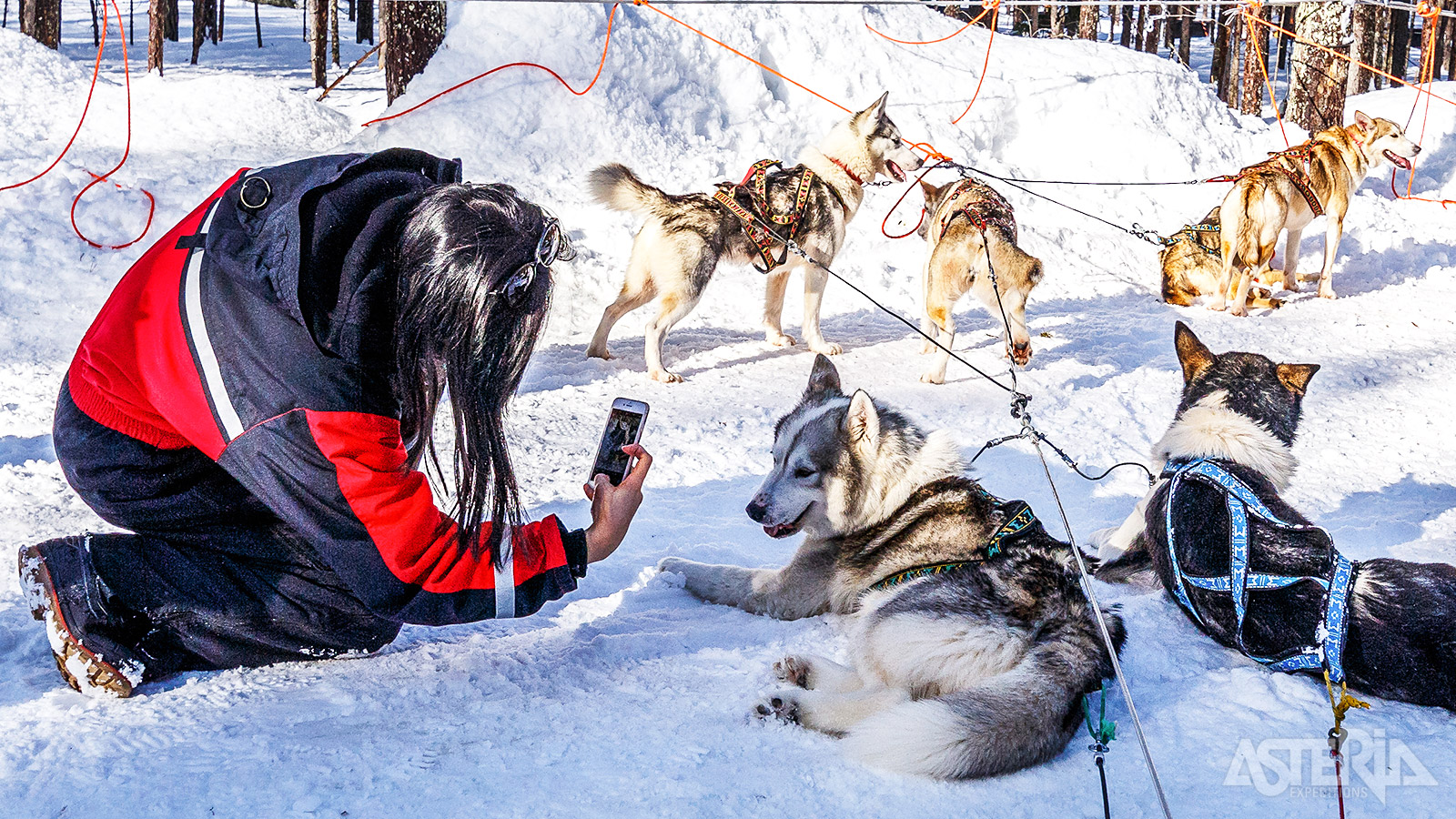 De husky’s gaan gewillig op de foto...