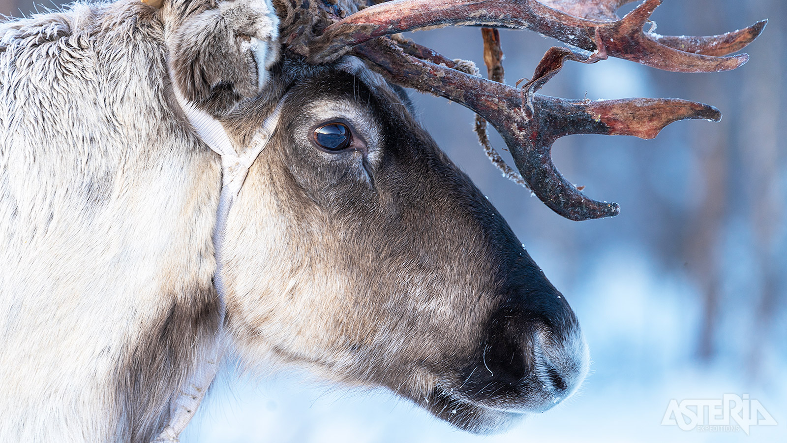 Rendieren zijn ook een cultureel symbool van Lapland en spelen een belanigrijke rol in de Sámi-traditie