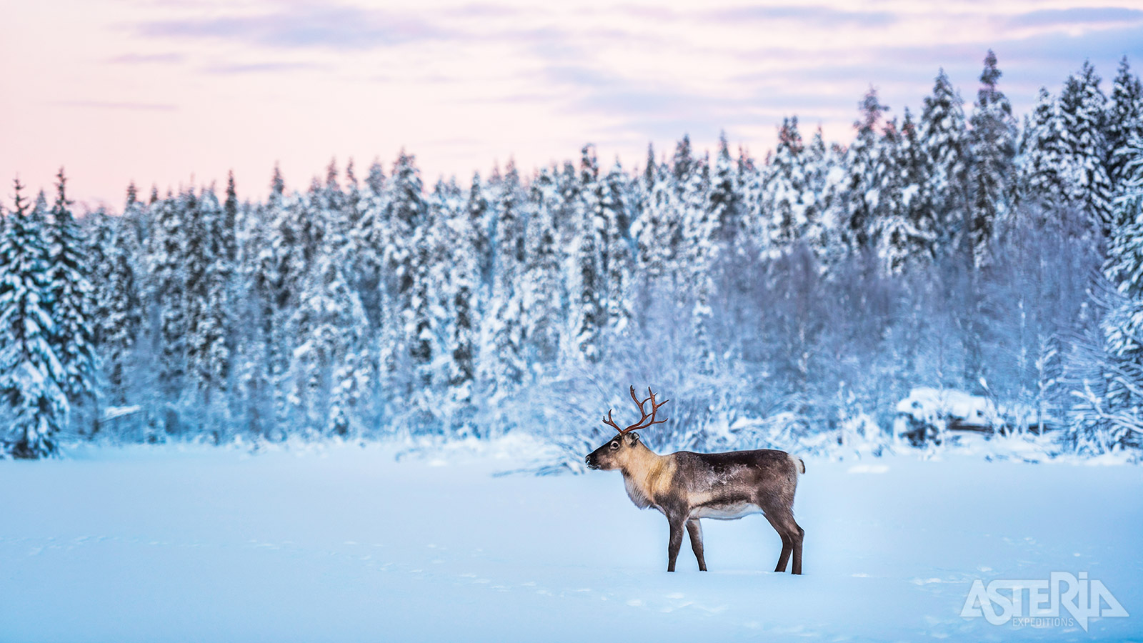 Rendieren zijn ook een cultureel symbool van Lapland en spelen een belanigrijke rol in de Sámi-traditie