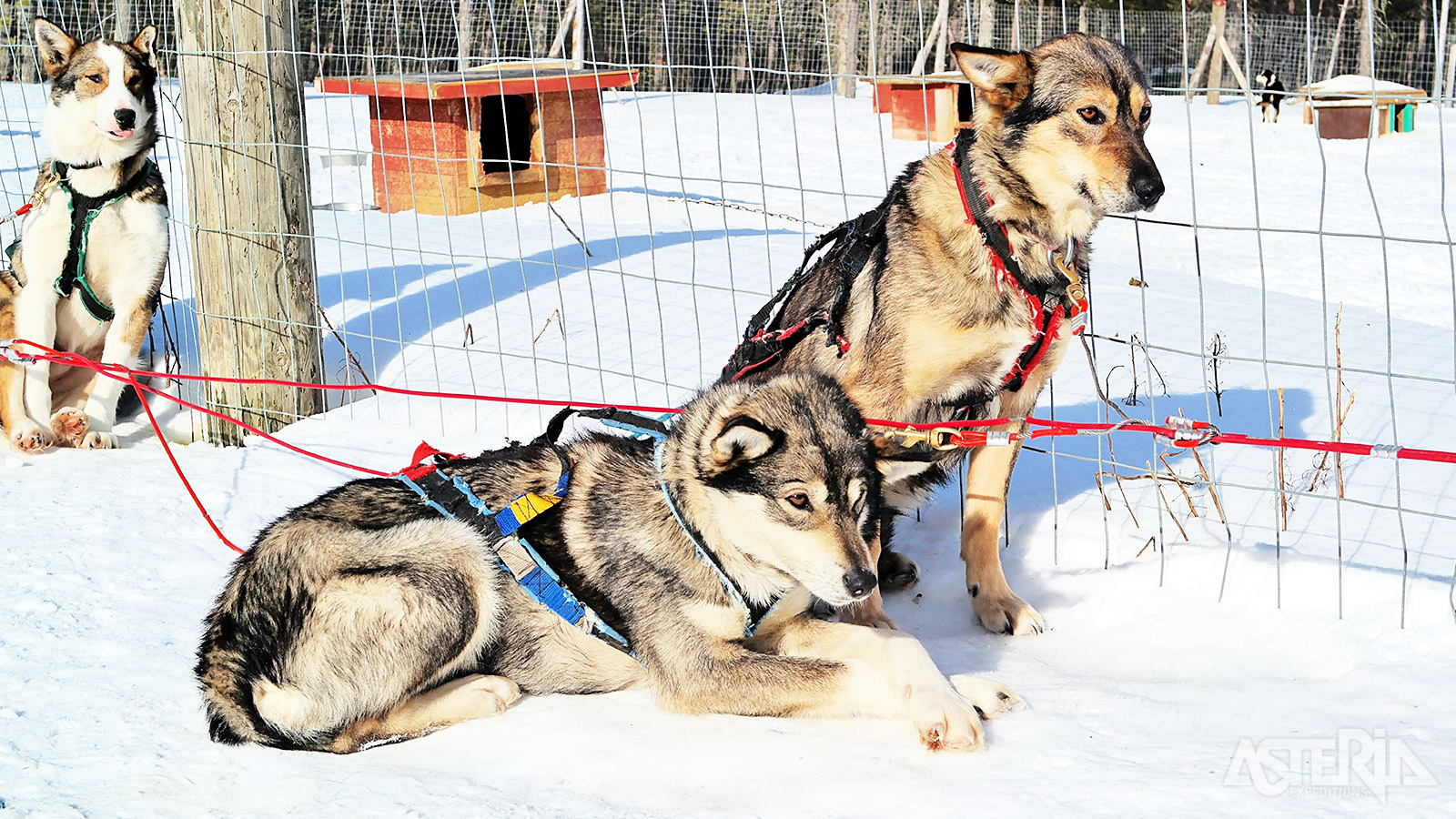 Tijdens een bezoek aan de huskyboerderij maak je van dichtbij kennis met de honden