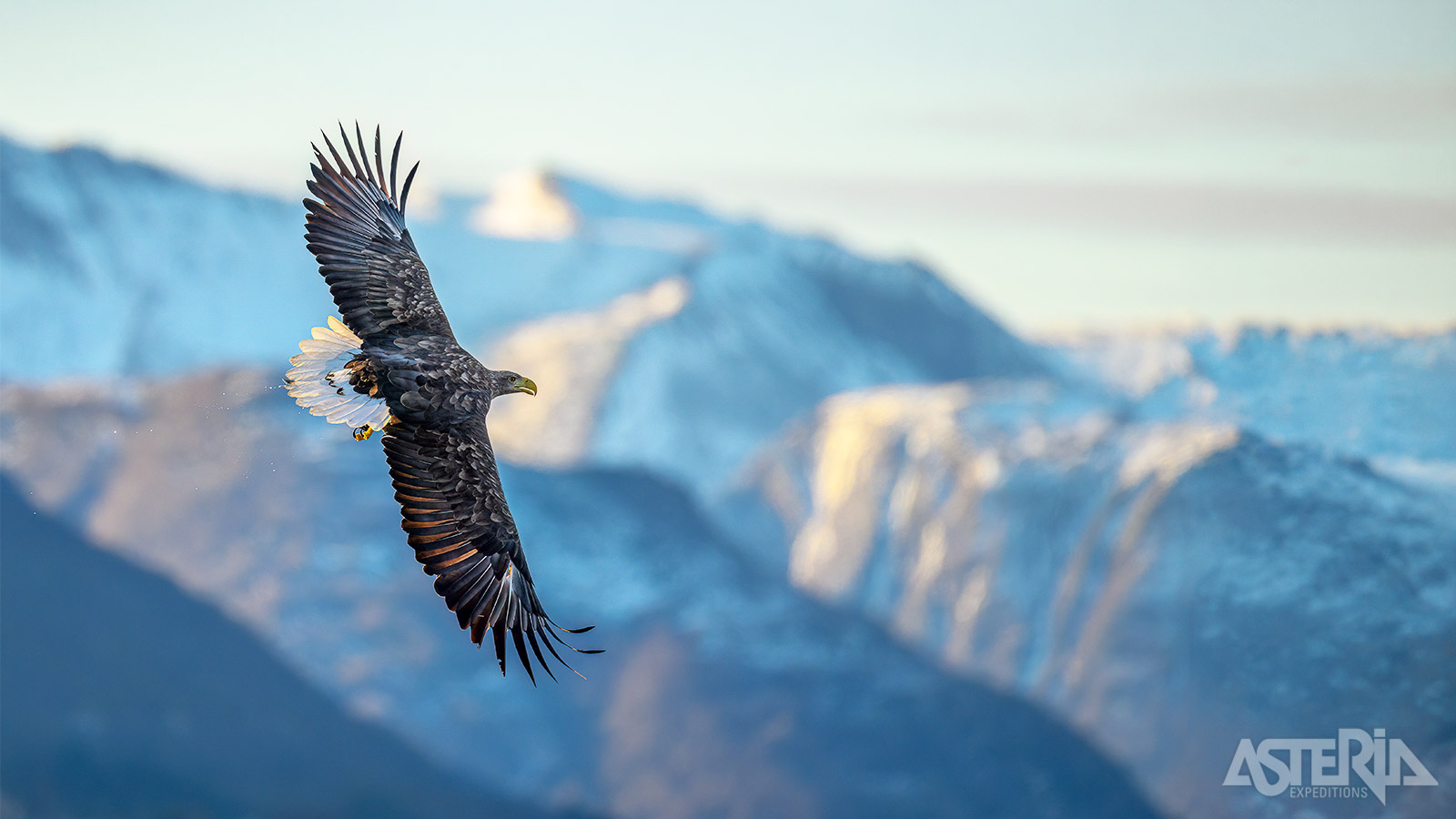 Met hun spanwijdte tot 2m zijn deze majestueuze vogels één van de meest indrukwekkende bewoners van Noord-Noorwegen