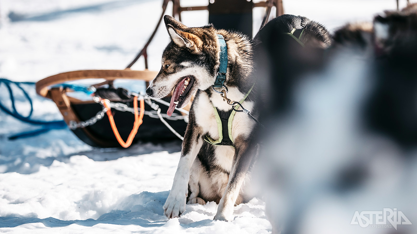 Een husky safari is de manier om kennis te maken met de Lapse cultuur en het feeërieke landschap