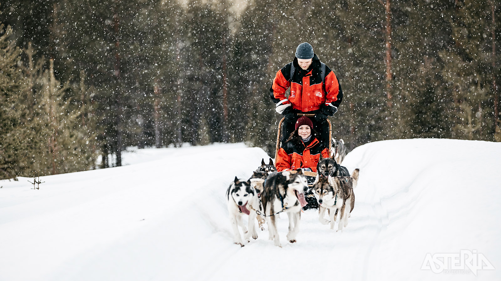 De honden verbazen je met hun ongekend uithoudingsvermogen tijdens een huskysafari
