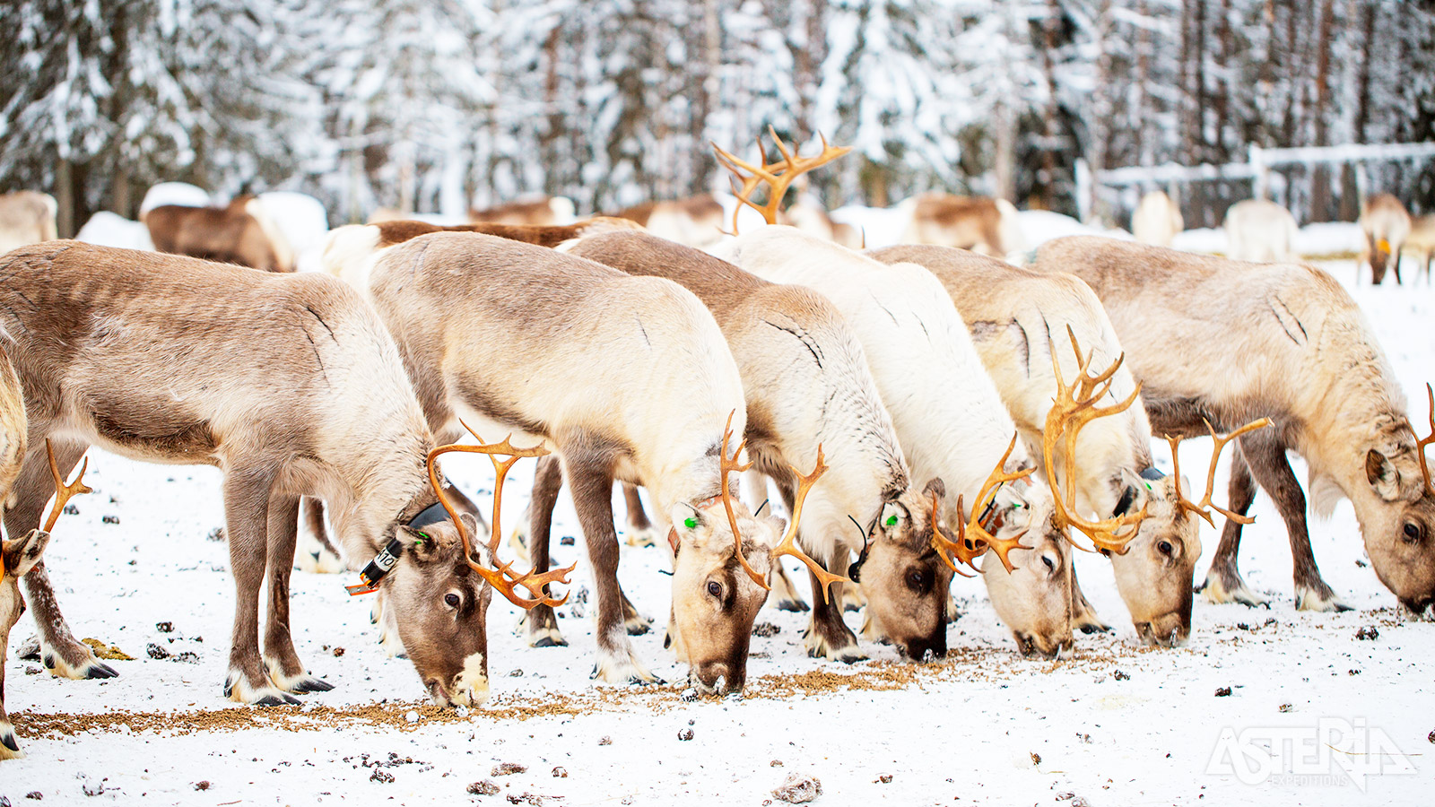 Op de rendierboerderij luister naar de verhalen van de Sámi en verneem je meer over de eeuwenoude band tussen mens en dier