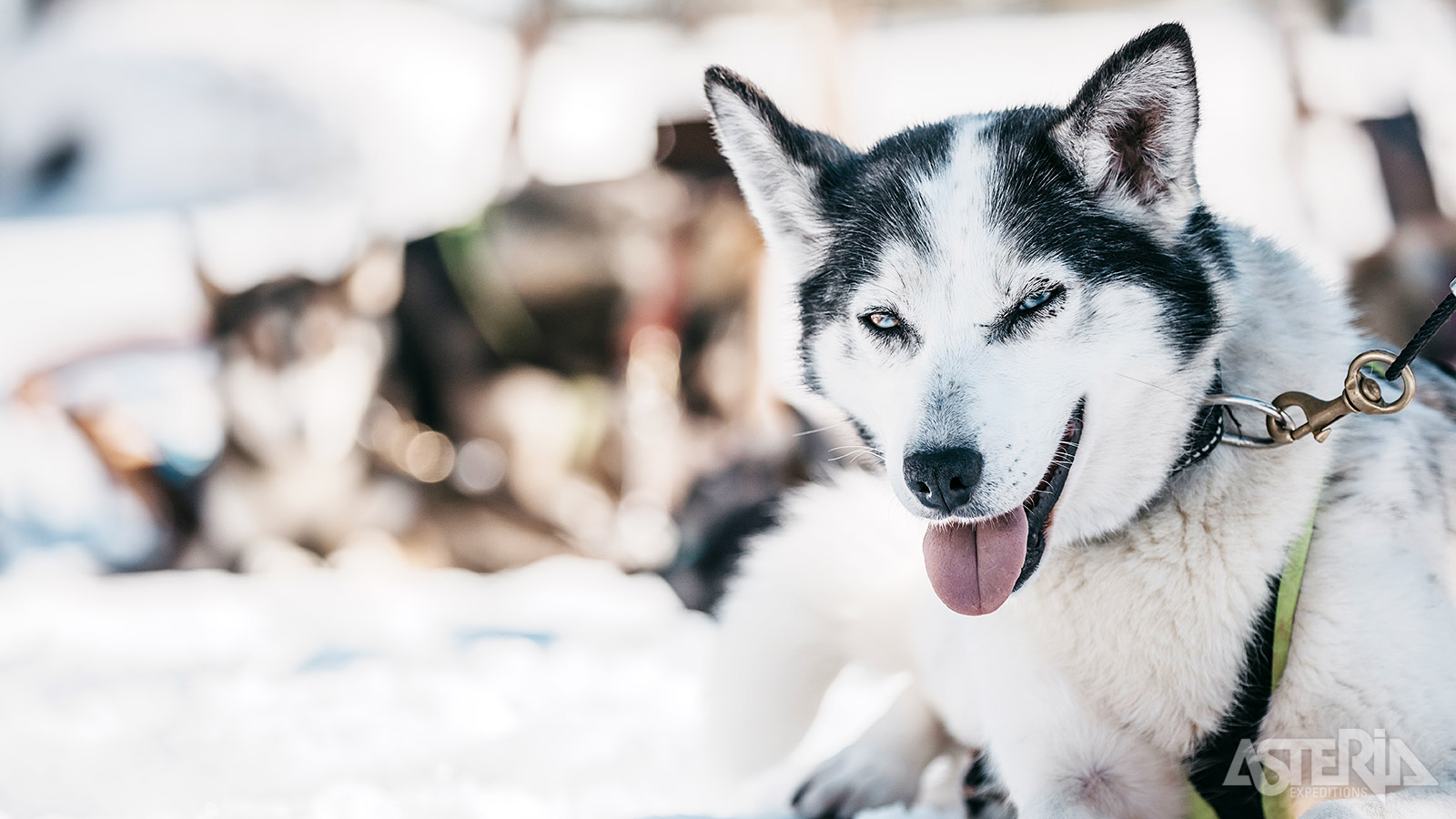 Husky’s staan gekend als sociale en energieke dieren die graag samenwerken met de mens