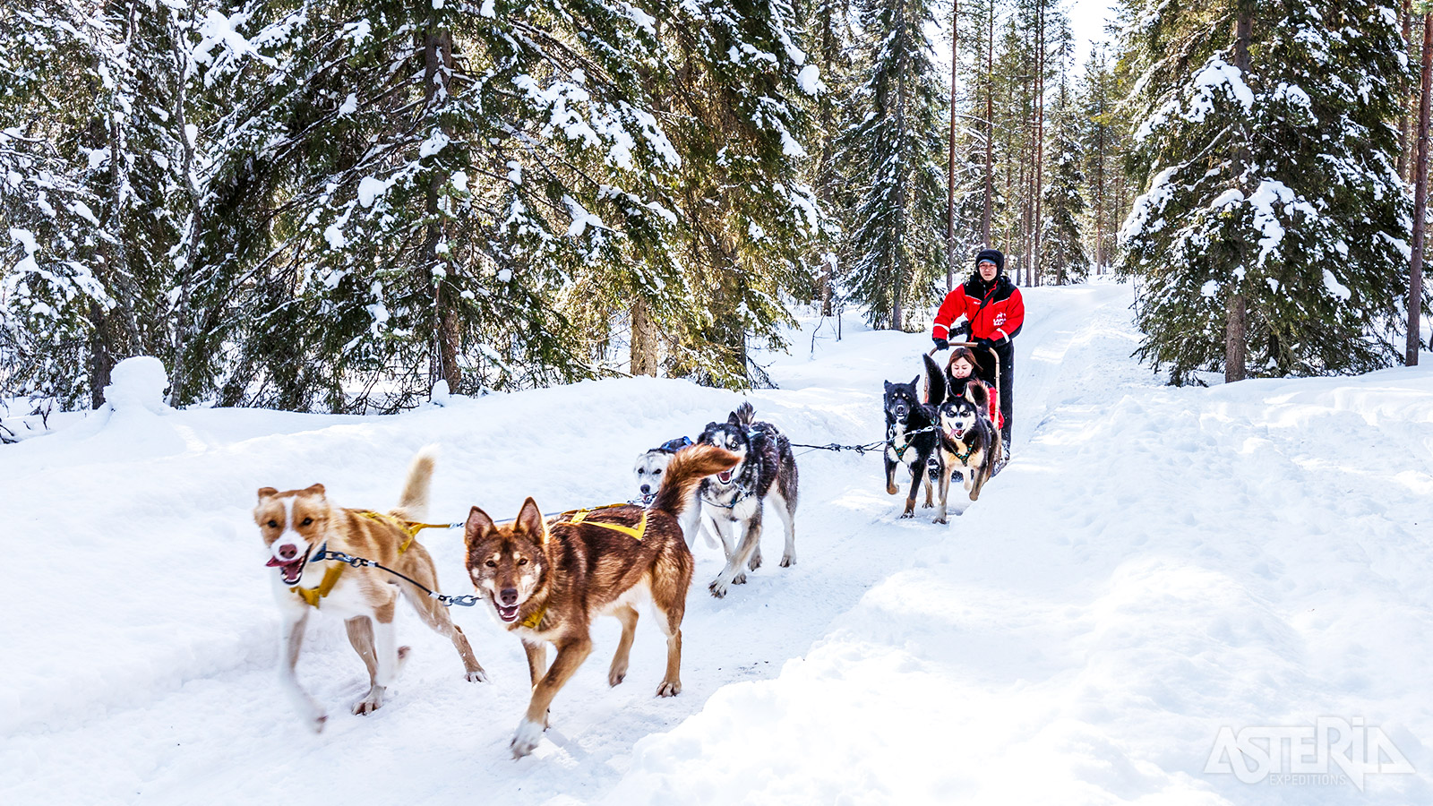 De huskie’s nemen je mee voor een sledetocht in de Finse natuur