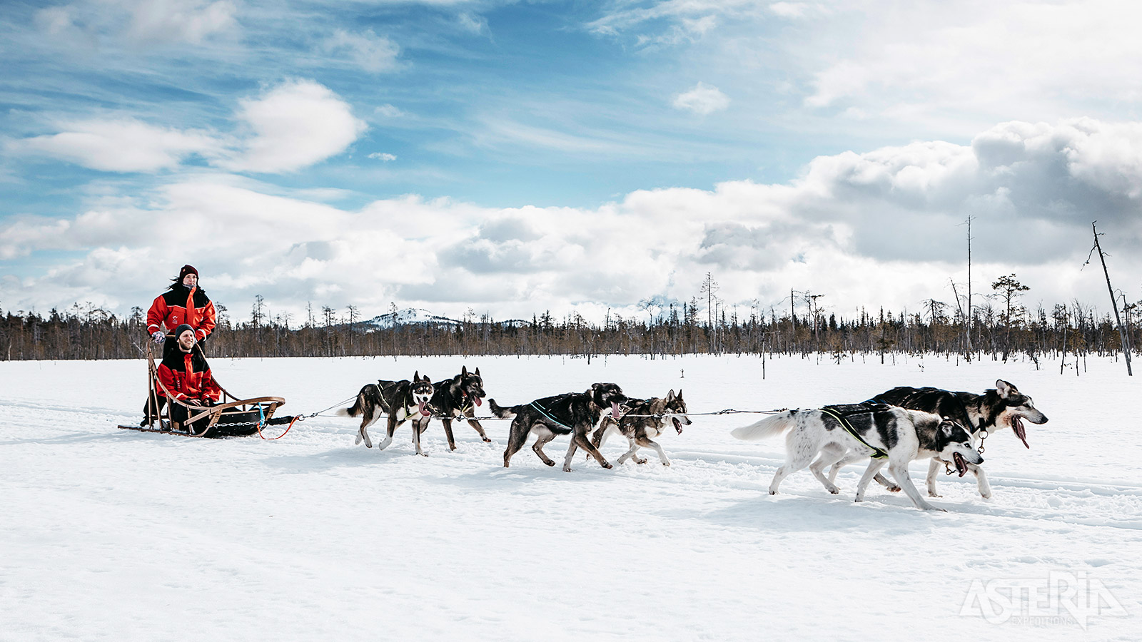 Bestuur zelf de slede en werk samen als team met de husky’s tijdens een safari