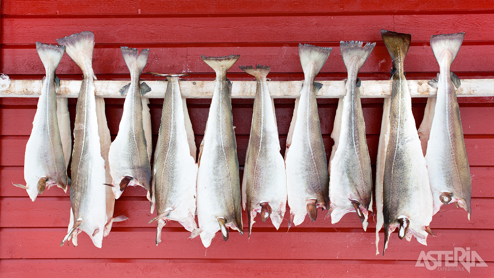 Het koude, droge klimaat op de Lofoten is ideaal, waardoor de kabeljauw zijn voedingswaarde en smaak behoudt