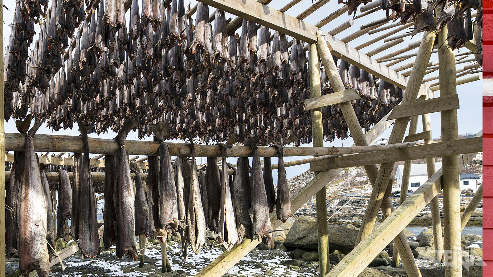 Het drogen van kabeljauw op houten rekken is een traditionele en nog steeds belangrijke activiteit in Noorwegen