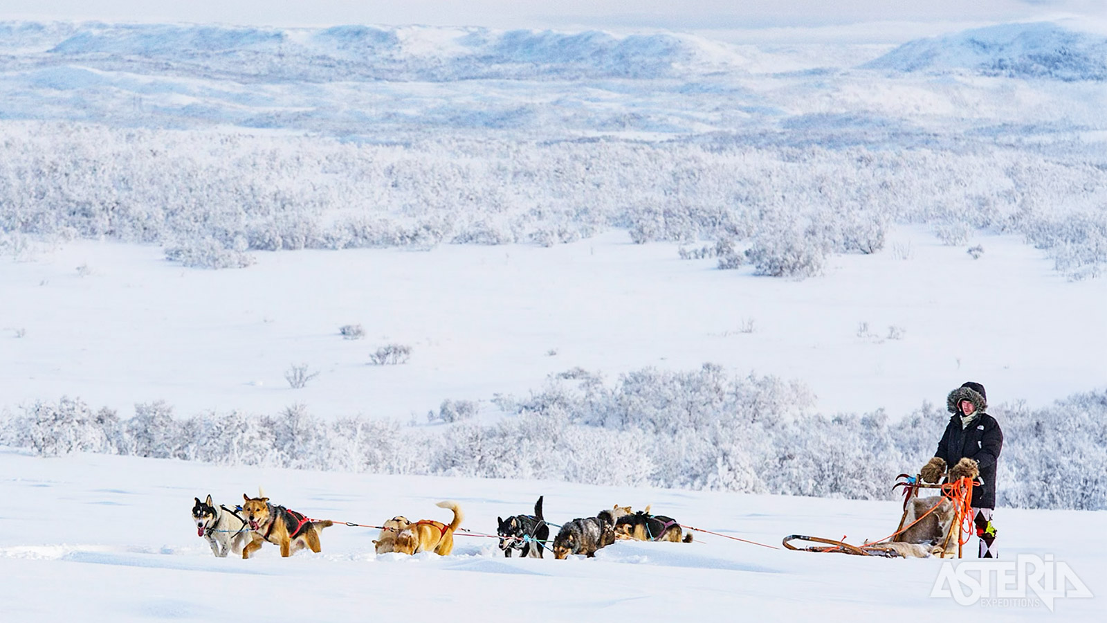 Tijdens een huskysafari van anderhalf uur trek je diep de besneeuwde wildernis in