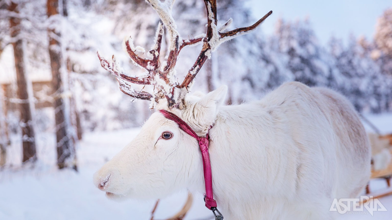 Sta oog in oog staat met een rendier, onlosmakelijk verbonden met het leven in het Hoge Noorden