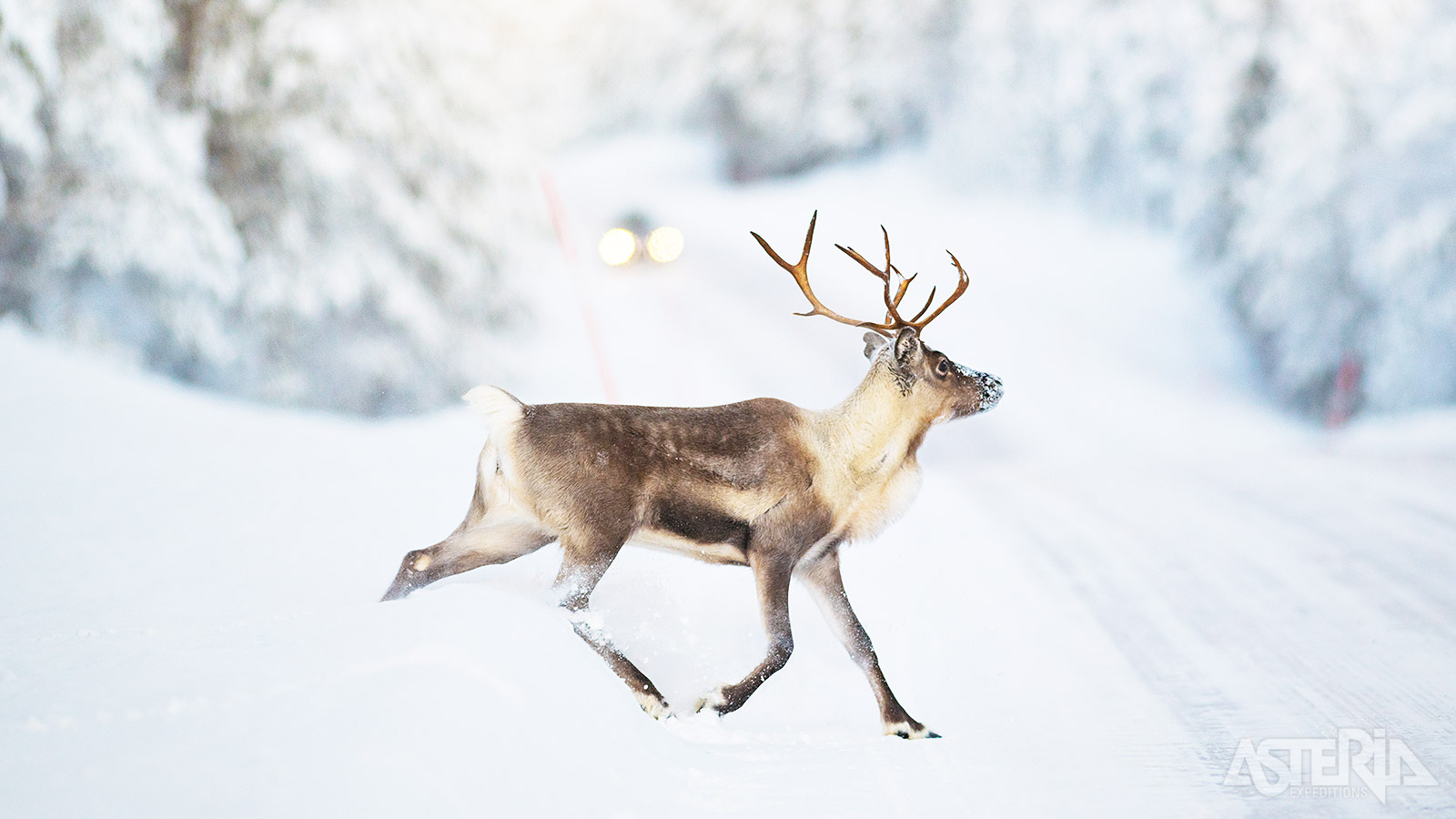 Oog in oog met een rendier, onlosmakelijk verbonden met het leven van de Sámi