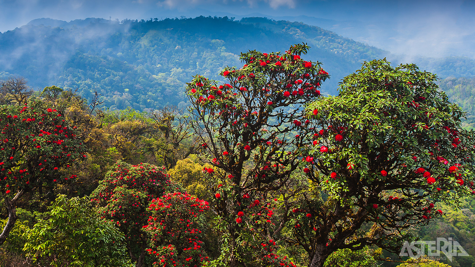 Bloeiende rododendrons tegen een decor van de Bhutanese bergen