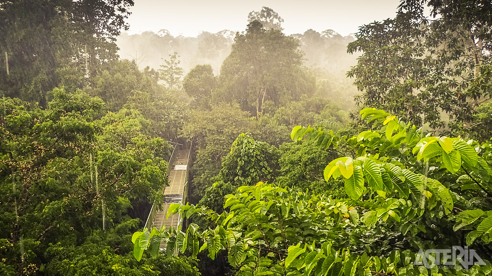 De Canopy Walkway is één van de weinige bouwwerken om vanop een hoogte van 25m boven de grond het regenwoud te verkennen