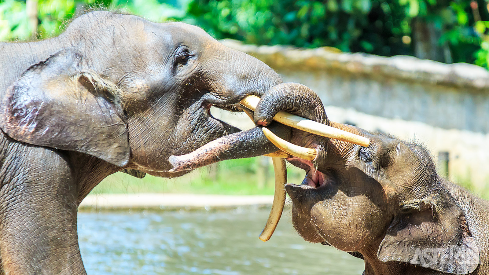 De Kinabatangan-rivier vormt het ideale habitat van de Borneo-pygmee-olifant