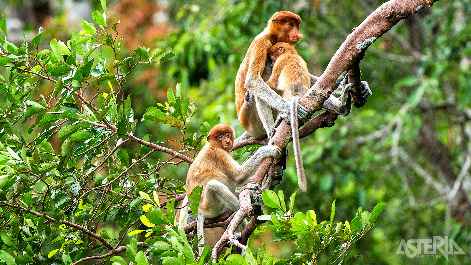 Het doel van het Labuk Bay Proboscis Monkey Sanctuary is het beschermen van de bedreigde neusapen