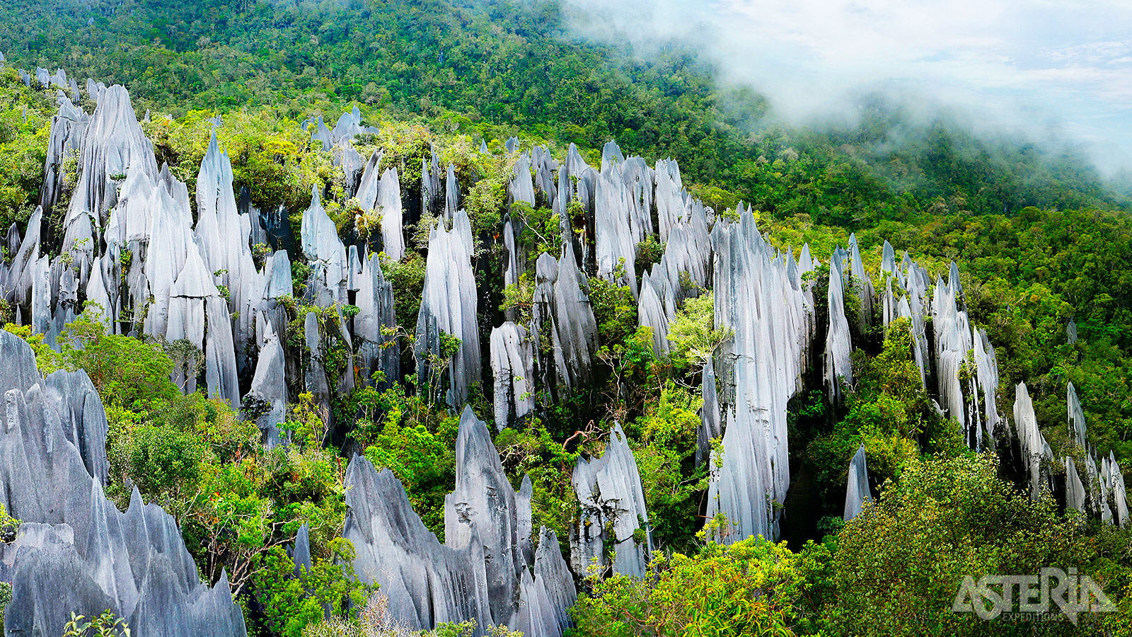 De Pinnacles, een 45m hoge kalkstenen rotsformatie in het Mulu Nationaal Park