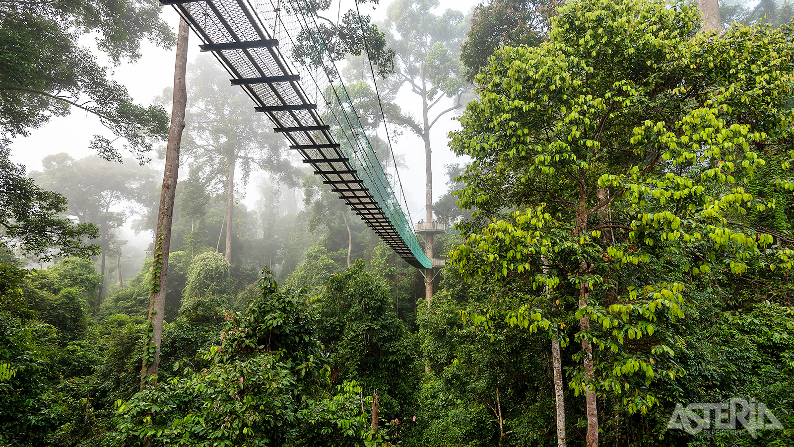 DC Canopy Walkway is uitzonderlijk bouwwerk in Zuidoost-Azië, 347m lang en 25m boven de begane grond