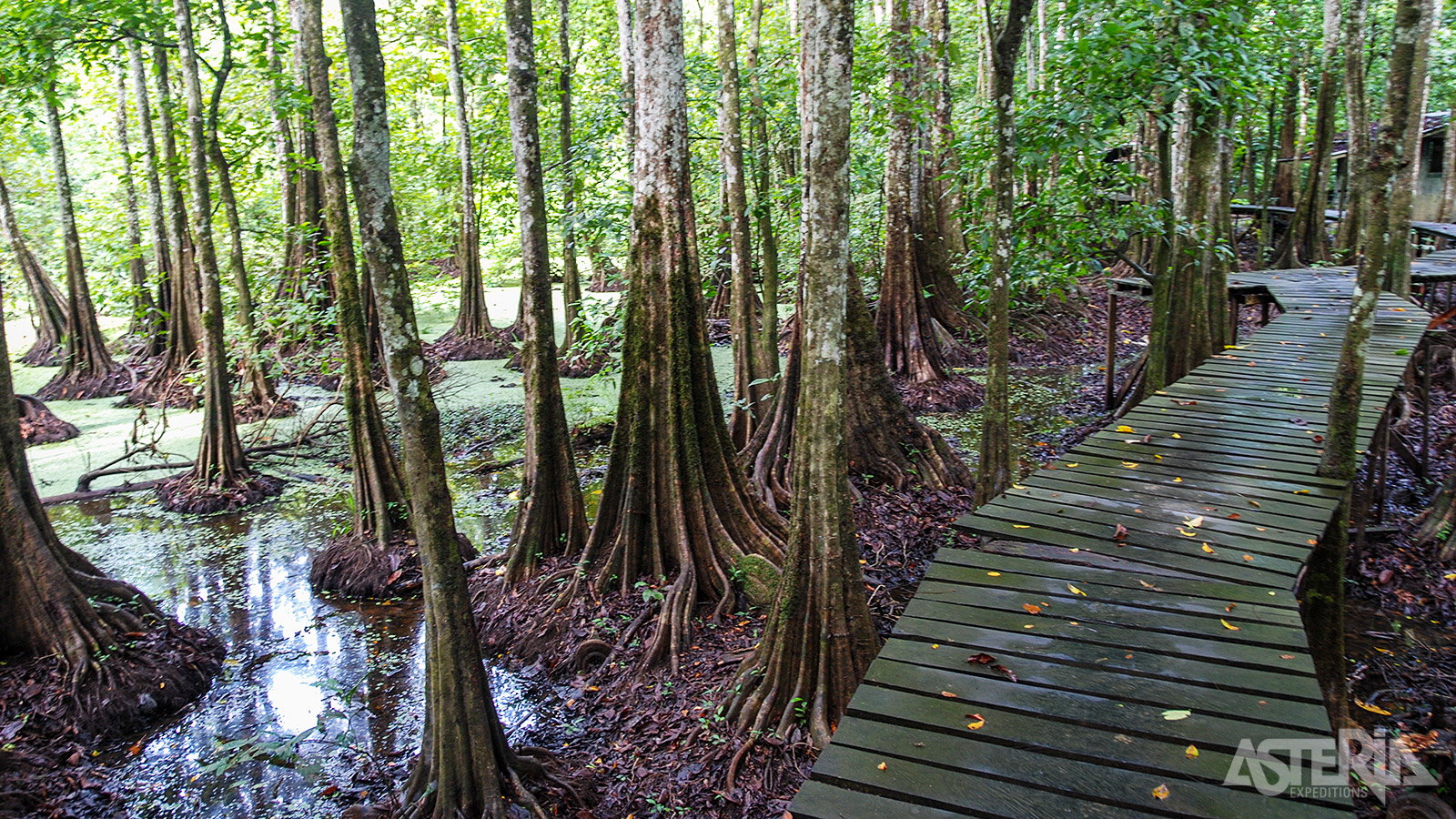 Het mangrovelandschap van Kampung Abai vormt een overgang tussen de zee en de Kinabatangan-rivier