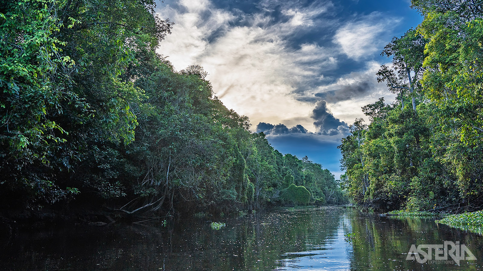 De Kinabatangan-rivier vormt de thuis van de Borneo pygmee-olifant, orang oetan, neusaap en 8 soorten neushoornvogels