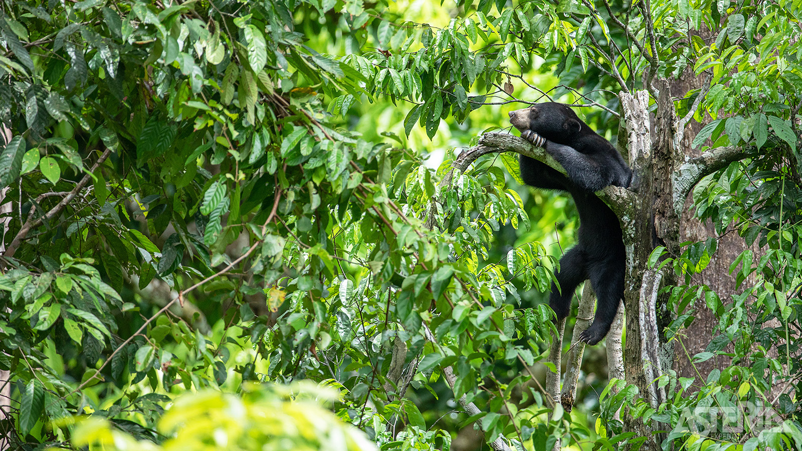 In Borneo vind je ook een beren­soort: de Maleise beer, de kleinste en misschien minst bekende beer ter wereld
