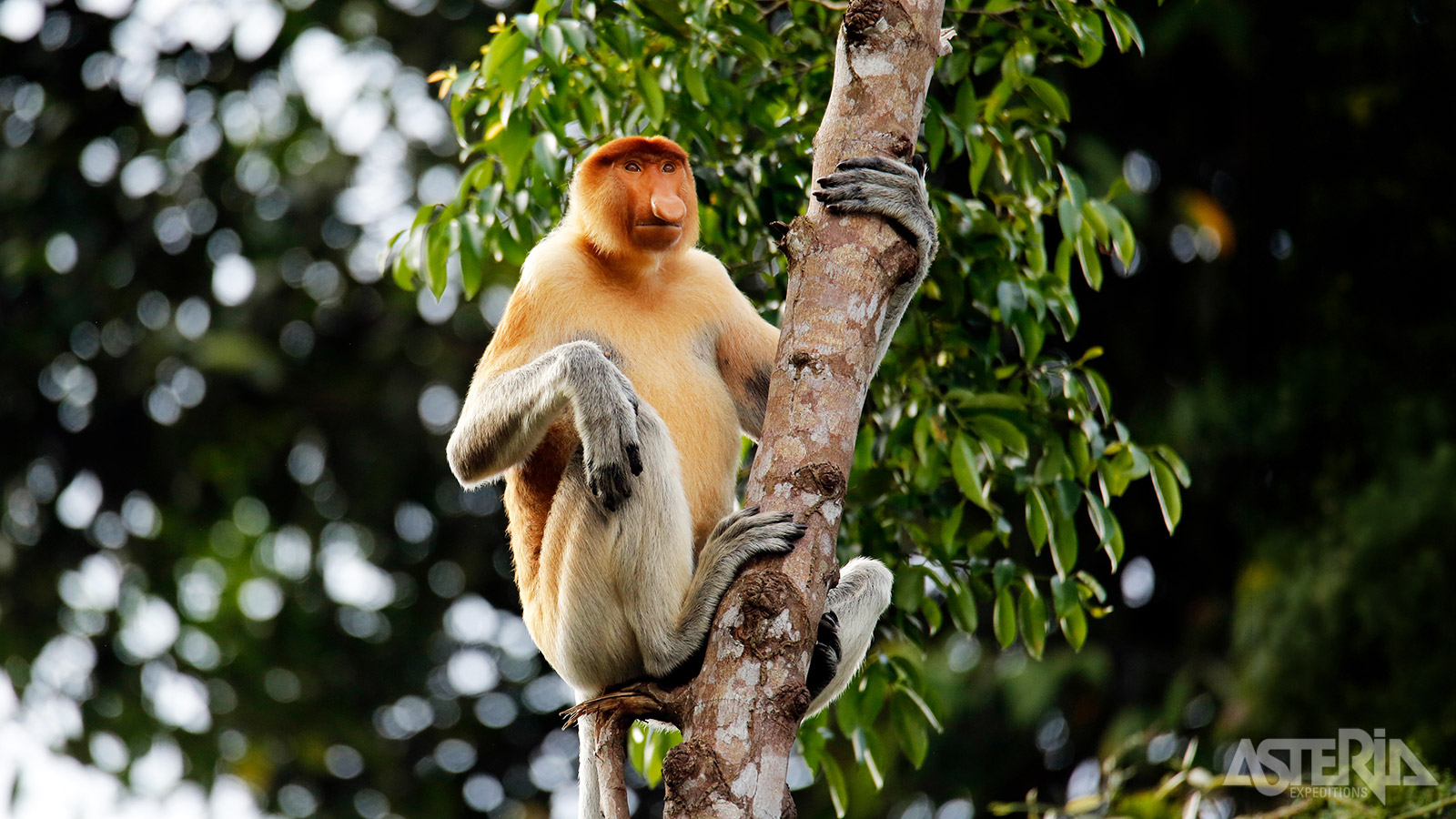 De neusaap is een symbool van de wilde natuur en biodiversiteit van Borneo