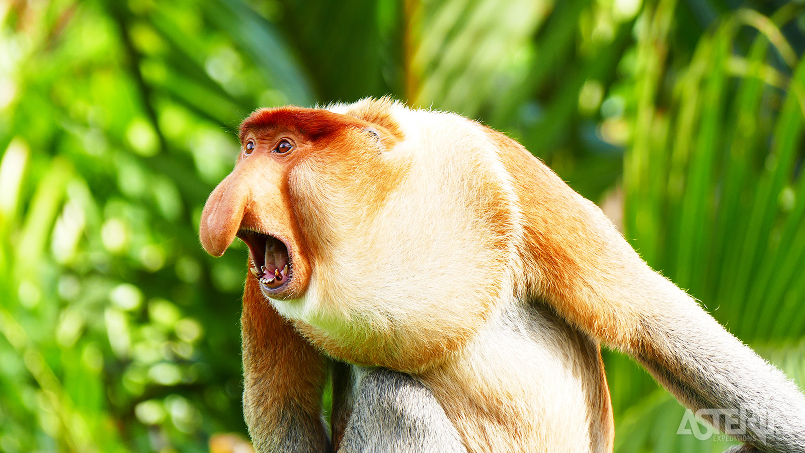 De neusaap is ongetwijfeld één van de meest iconische dieren van Borneo