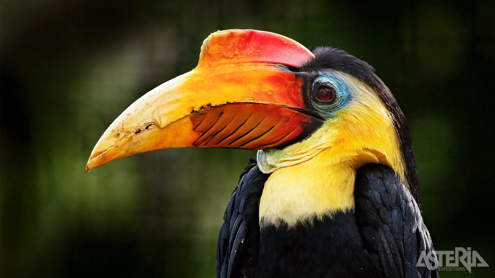 De kleurrijke neushoornvogel wordt gezien als de ’koning onder de vogels’ en heeft een centrale rol in sprookjes en rituelen