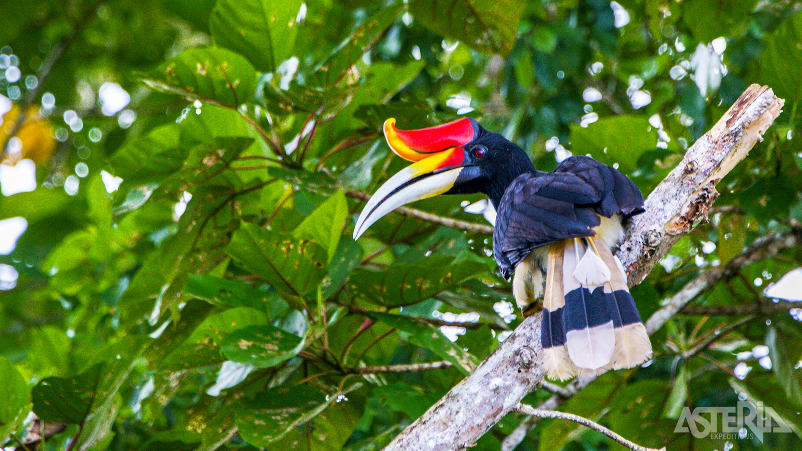 De kleurrijke neushoornvogel wordt gezien als de ’koning onder de vogels’ en heeft een centrale rol in sprookjes en rituelen