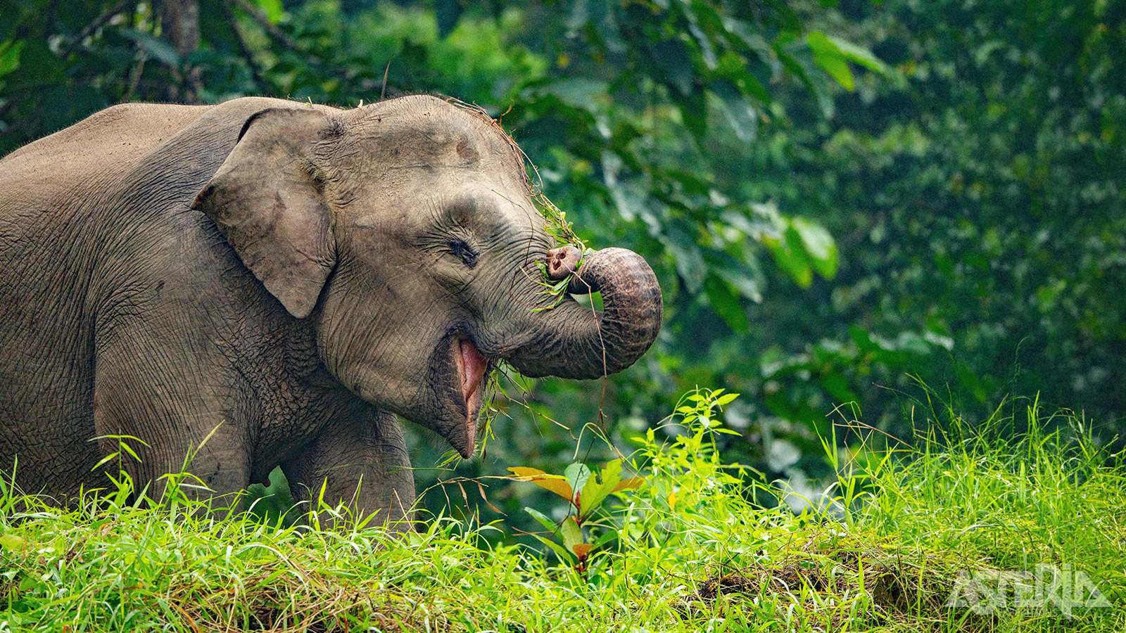 Pygmee-olifanten zijn endemisch op Borneo - dus nergens anders ter wereld te vinden